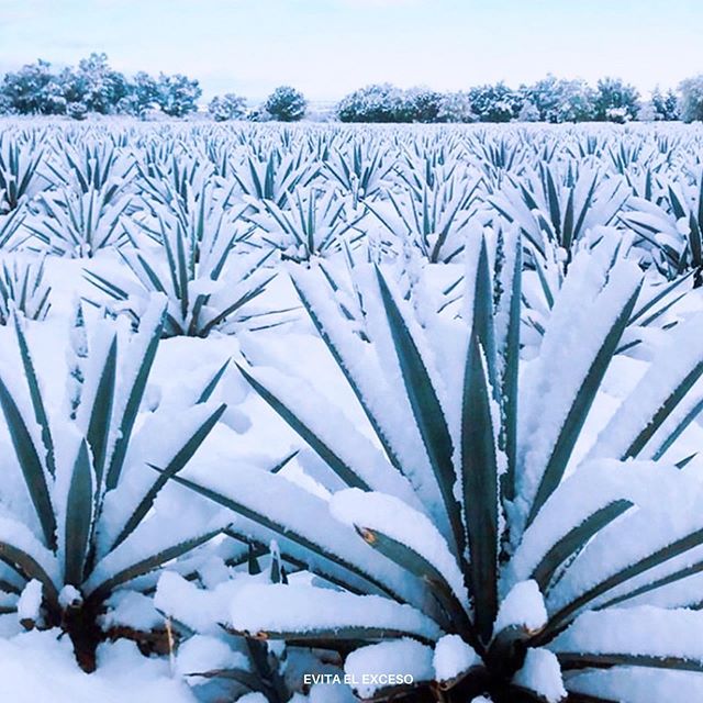 planta