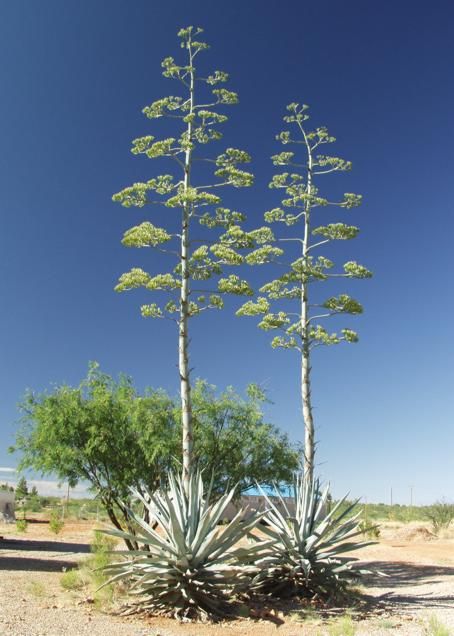 planta