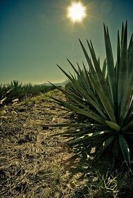 planta