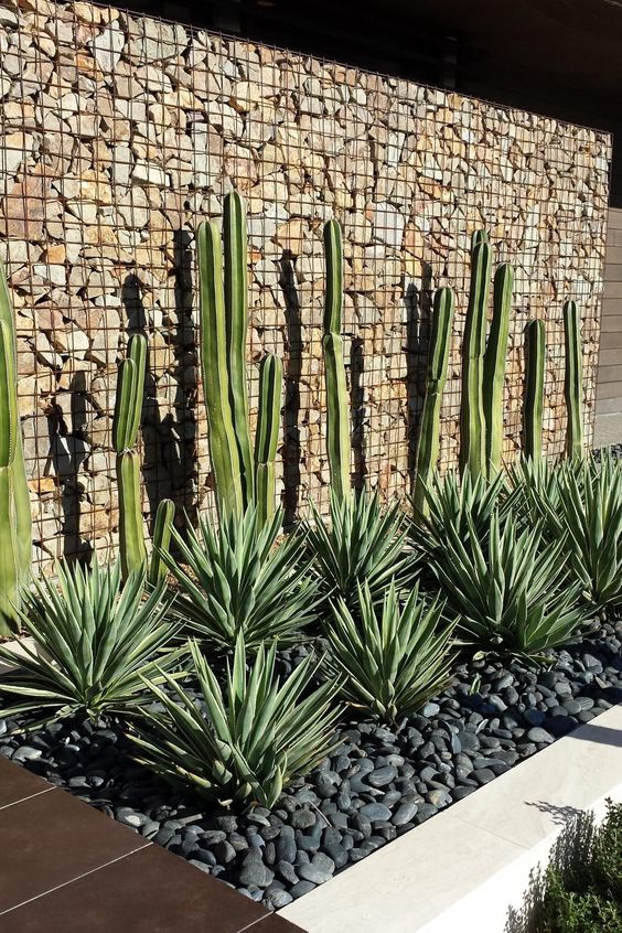 agave